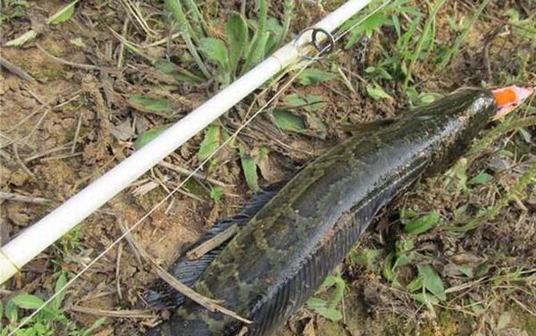 钓黑鱼用什么鱼竿?