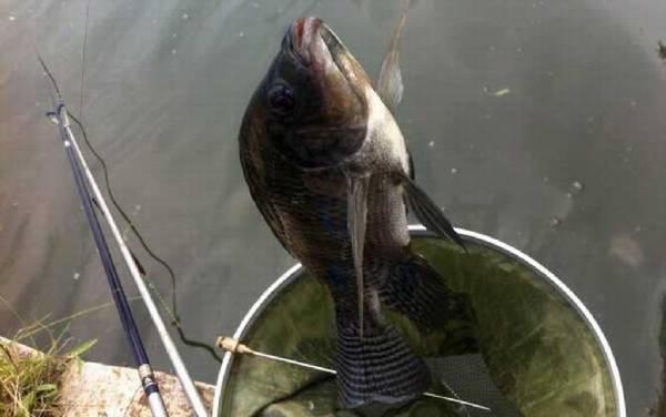 钓罗非鱼用什么钓具?