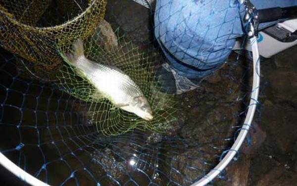 钓鲮鱼用什么鱼钩?