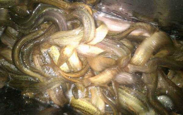 钓泥鳅用什么钩最好?