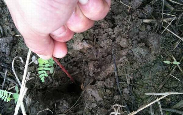 钓黄鳝用什么钩好?