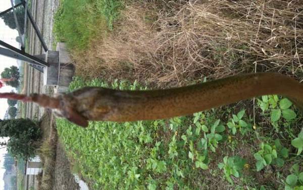 钓黄鳝用什么钩好?