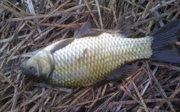 钓鲫鱼用几号线?