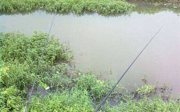 传统钓买9米竿还是10米竿?