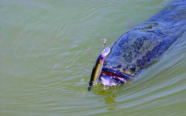 路亚黑鱼用什么线?