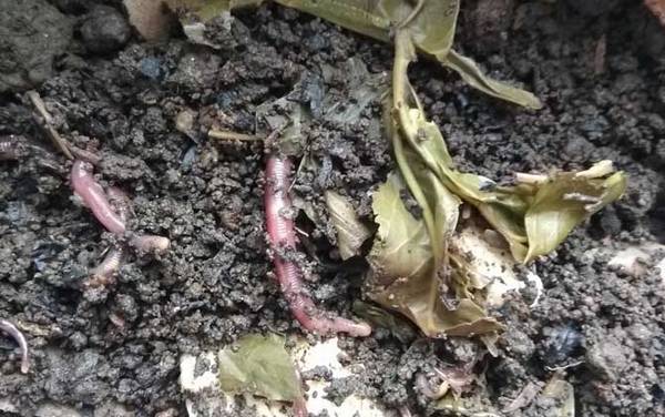 传统钓多长的鱼竿合适?