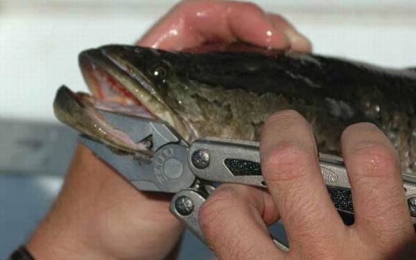 传统钓黑鱼用什么鱼竿?