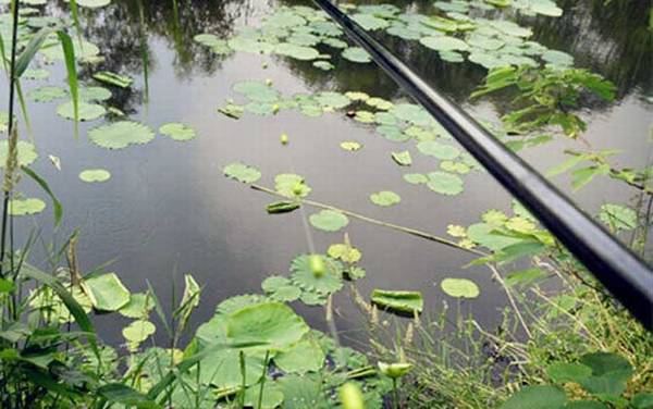 传统钓买9米竿还是10米竿?