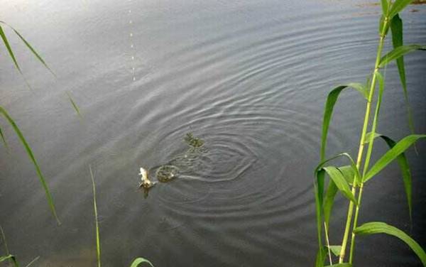 传统钓配多长的线?