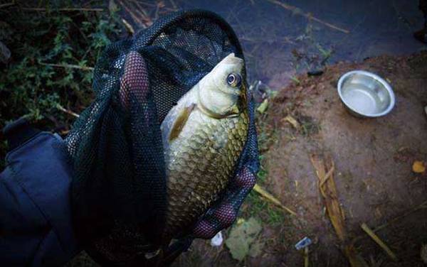 钓鲫鱼用几号鱼钩?