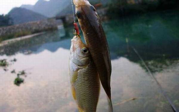钓鲫鱼用几号鱼钩?
