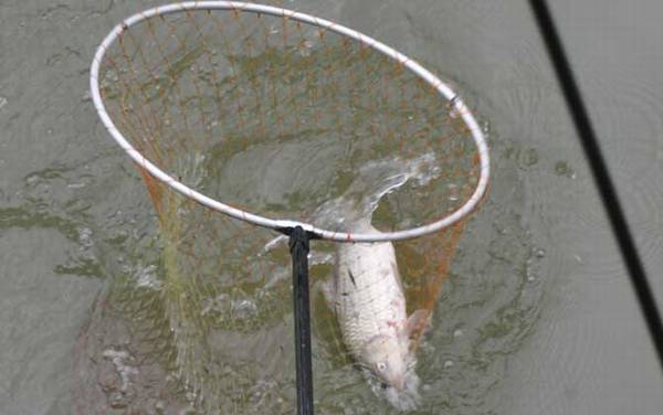 野钓用什么鱼竿最好?