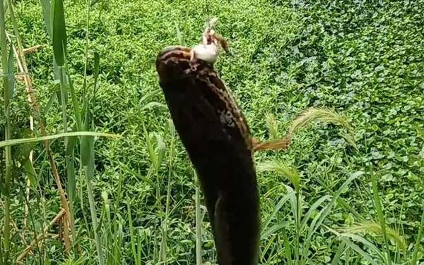 钓黑鱼用什么竿什么线什么钩?