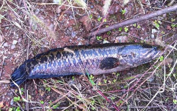 钓黑鱼用什么竿什么线什么钩?