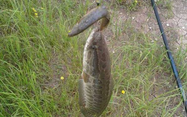 普通鱼竿能钓黑鱼吗?