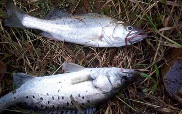 钓鲈鱼用几号钩几号线合适?