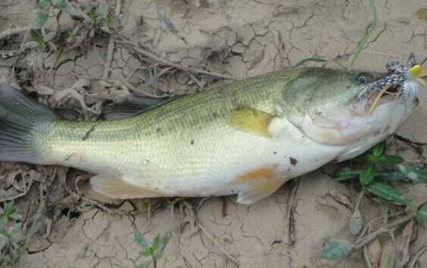 钓鲈鱼用几号钩几号线合适?