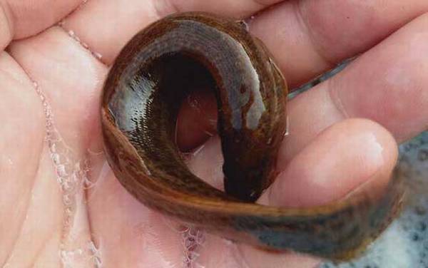 钓泥鳅用几号钩几号线几号漂?