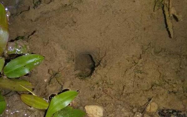 钓黄鳝的钩子怎么做?