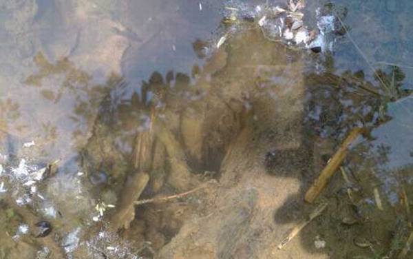 钓黄鳝的钩子怎么做?