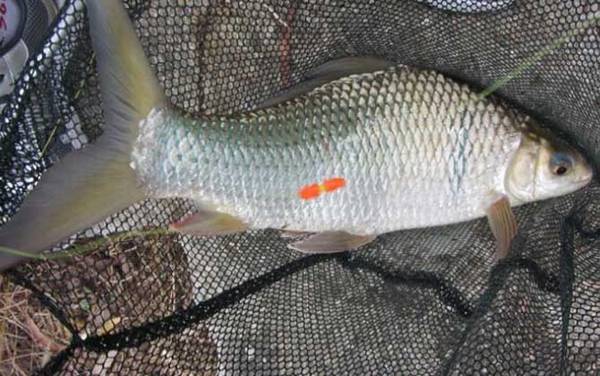 钓鲮鱼用什么漂好?