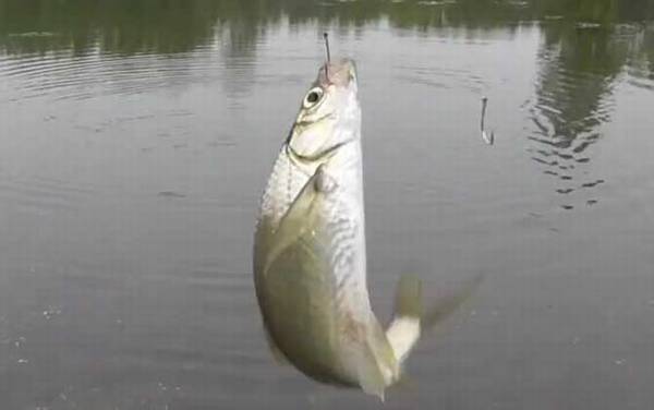 ���������ô�Ư����СƯ��