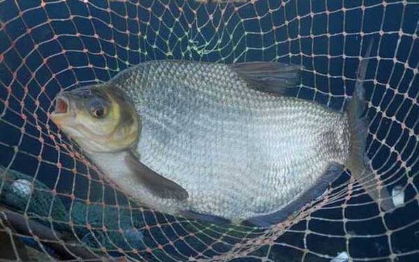 6号秋田狐鱼钩适合钓什么鱼?