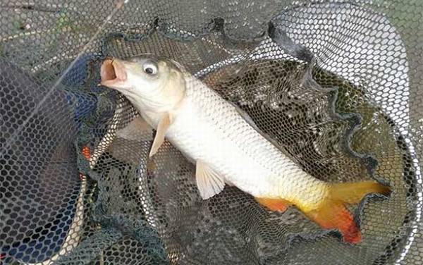 6号秋田狐鱼钩适合钓什么鱼?