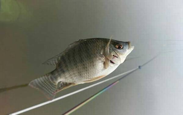 钓罗非鱼用几号线几号钩几号漂?