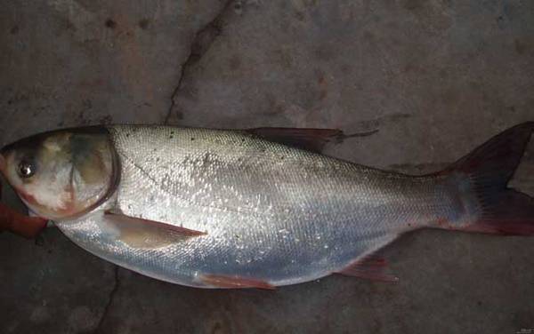 ���������ѡ���Ƽ�