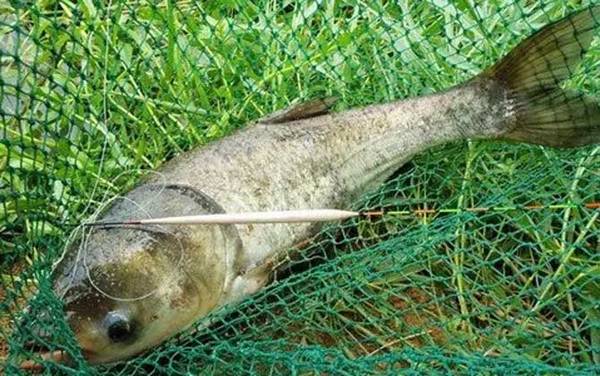 12号伊势尼钩钓鲢鳙大不大?