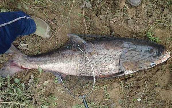 手竿钓鲢鳙双钩距离多少合适?