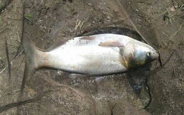 手竿钓鲢鳙双钩距离多少合适?