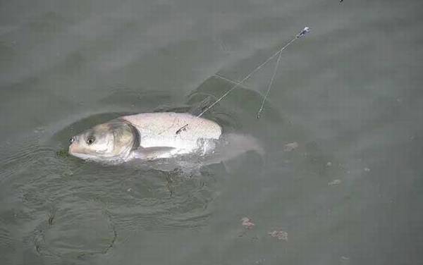 手竿钓鲢鳙吃铅量多少比较好?