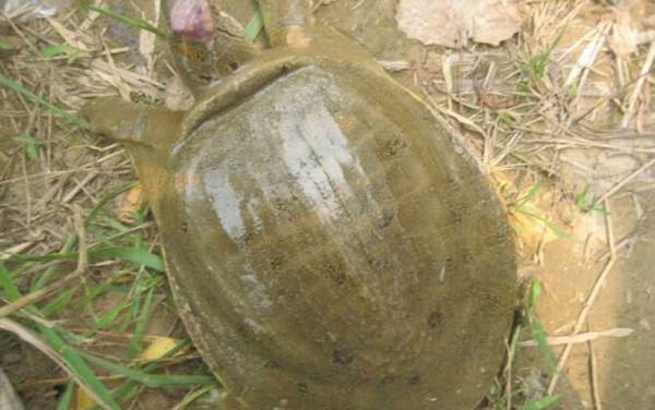 钓甲鱼的最佳时间