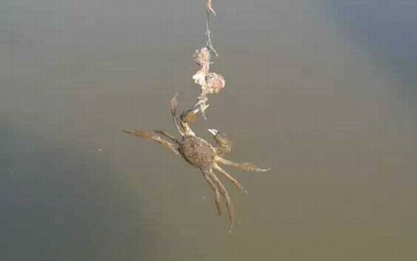 钓螃蟹实用技巧大全