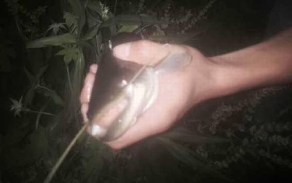 一天中钓鲶鱼最佳时间是什么时候?