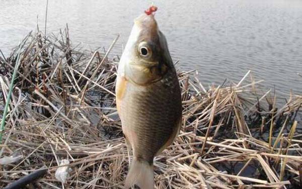 冬季钓鱼怎样选择钓位?