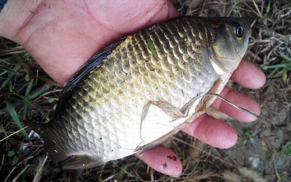 台钓调漂调几钓几目?