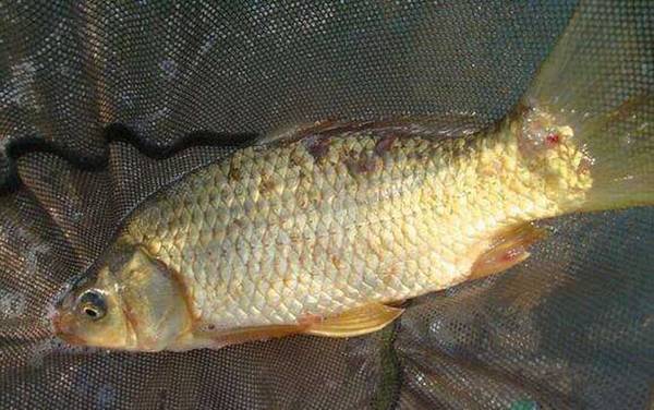 冬季钓鱼怎样选择钓位?