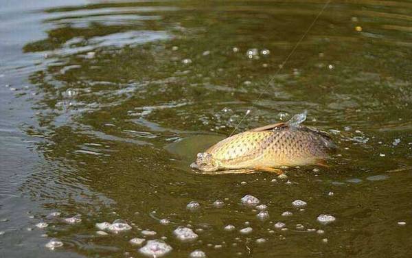 钓鱼打窝有什么技巧?