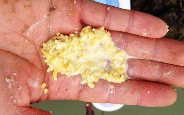 钓鱼打窝有什么技巧?