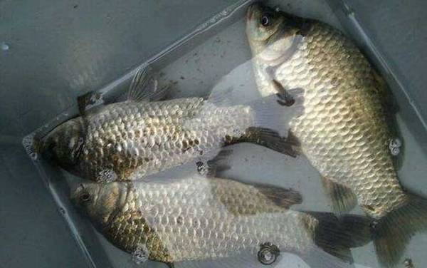 ������ʵ�ü��ɴ�ȫ