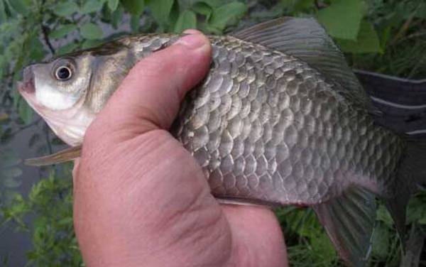 �＾������ʵ�ü���