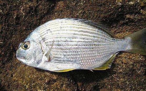 海钓实用技巧大全