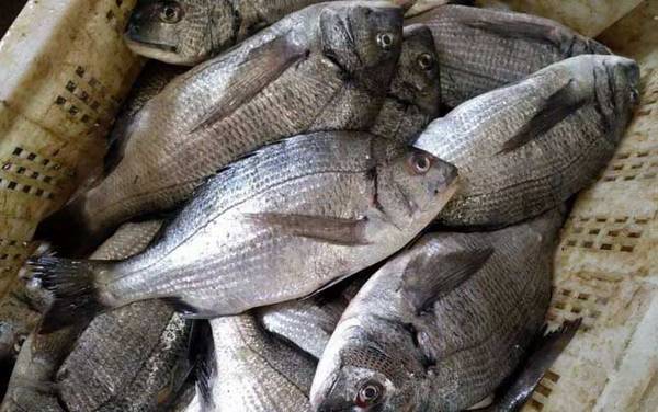 海钓实用技巧大全