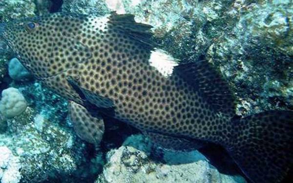 海钓实用技巧大全