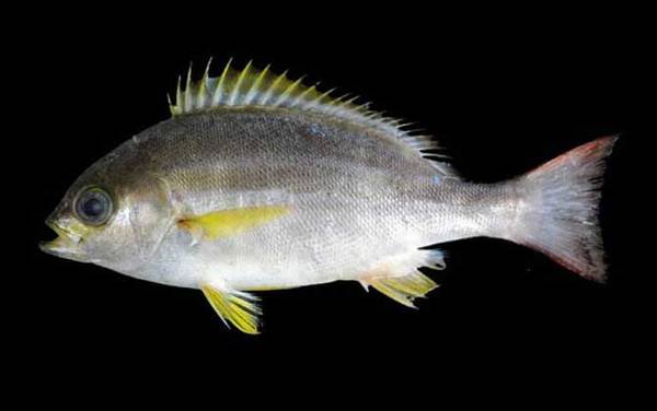 海钓实用技巧大全