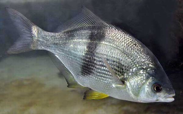 海钓实用技巧大全