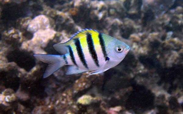 海钓实用技巧大全